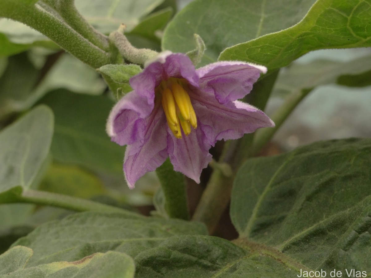 Solanum melongena L.